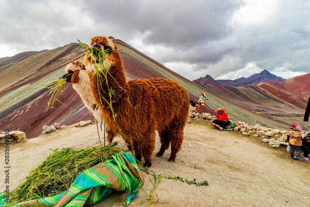 Naklejka premium VINICUNCA, PERU - DECEMBER 8, 2022: Alpacas at Vinicunca Rainbow mountain, Peru