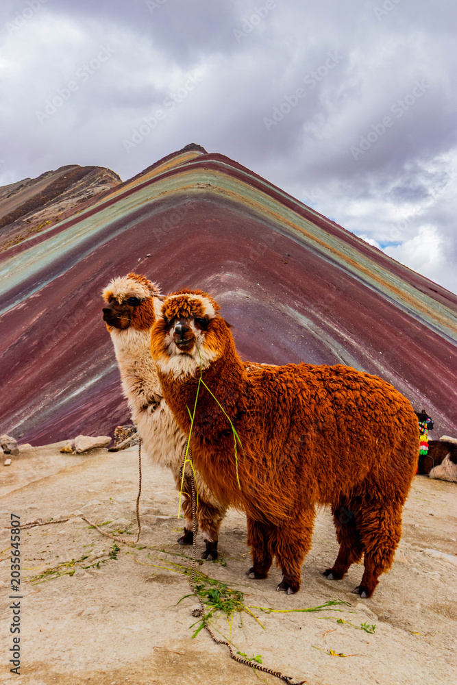 Fototapeta premium Alpacas at Vinicunca Rainbow mountain, Peru
