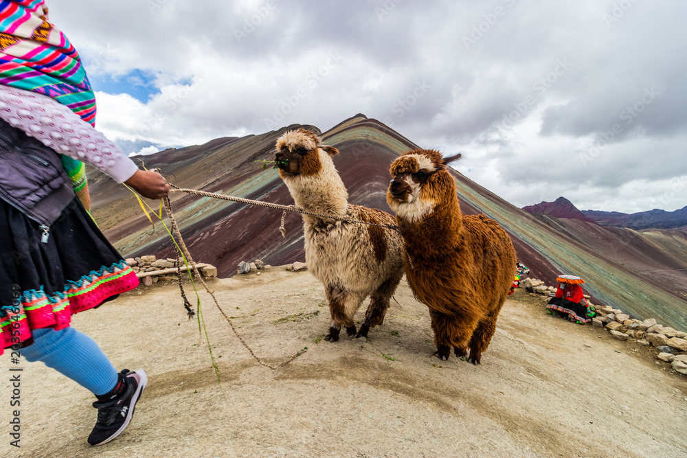 Fototapeta premium Alpacas at Vinicunca Rainbow mountain, Peru