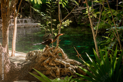 Tableau sur toile Anhinga bird drying wings on twisted tree roots