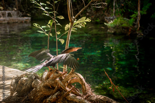 Bild auf Leinwand Anhinga with outstretched wings by green cenote
