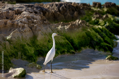 A white egret stands gracefully in shallow turquoise water