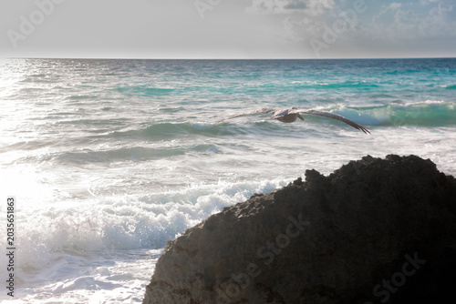 Fotografia Pelican gliding over turquoise waves near dark coastal rocks