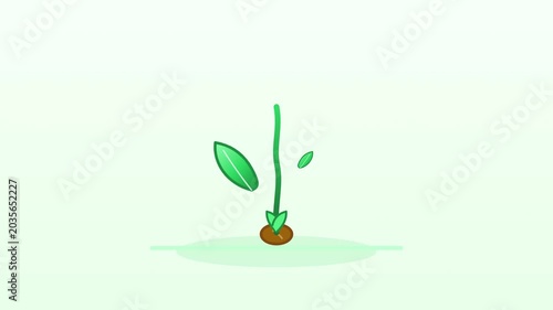 A small plant grows in soil with green leaves in a natural environment.