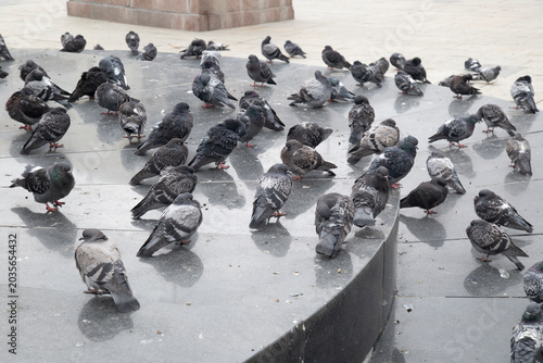 Fotografía A flock of pigeons in the city on a pedestrian road.