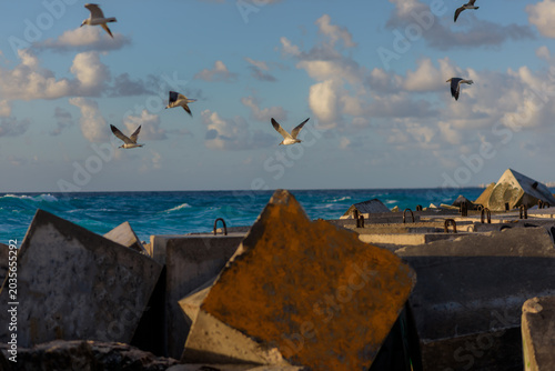 Seagulls flying over coastal breakwater at sunset