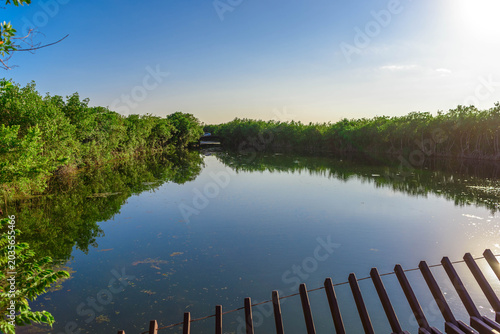 Sunlit mangrove lagoon with wooden boardwalk corner