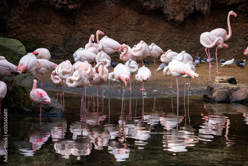 Flamingos at the zoo