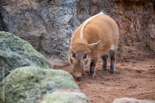 Red river hog