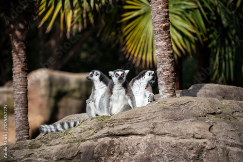 Ring-tailed lemur