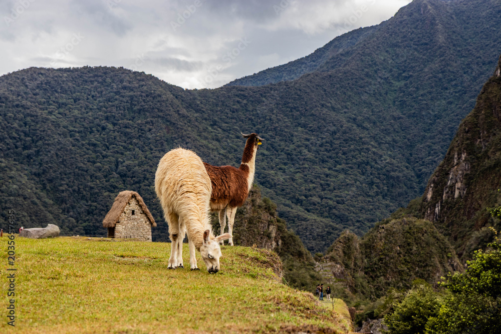 Fototapeta premium Llamas (Lama glama) at the terraces of Machu Picchu ruins, Peru