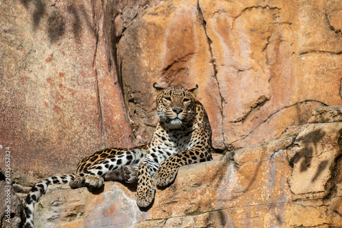 Sri Lankan leopard
