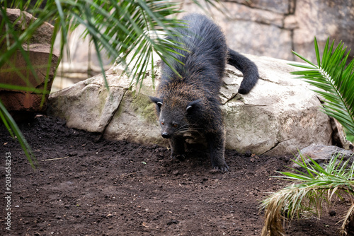 Binturong or bearcat