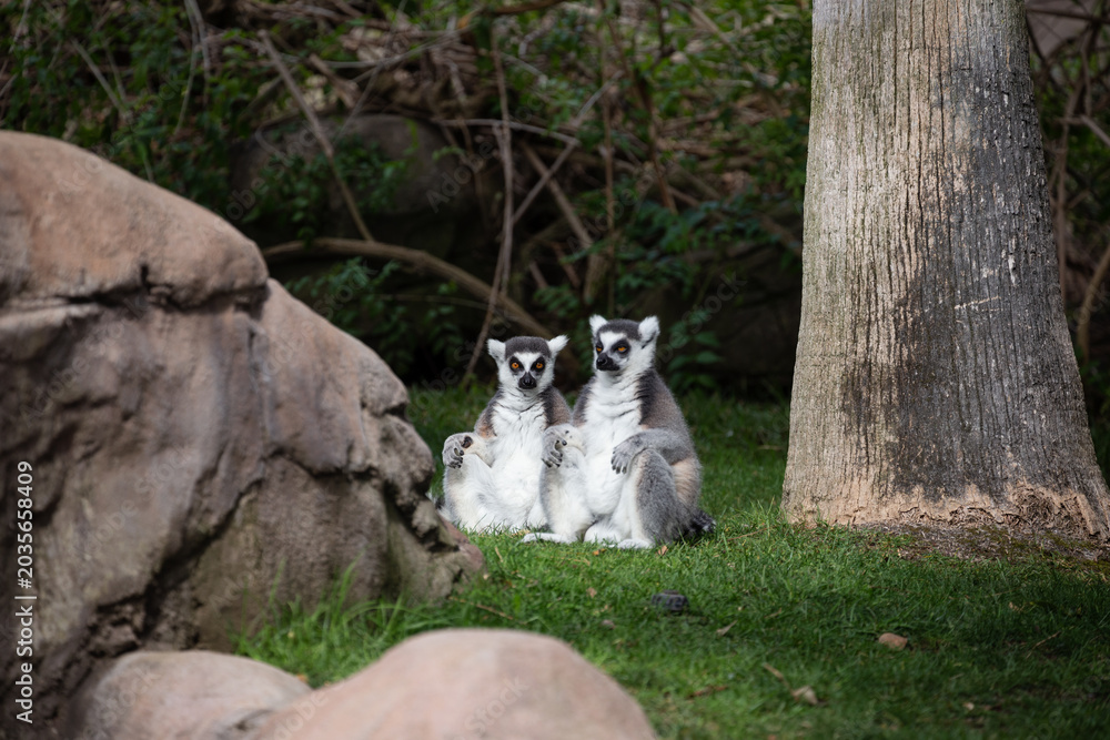 Naklejka premium Lemur catta