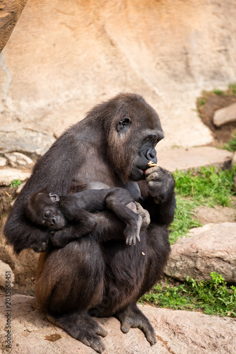 Female gorilla with baby