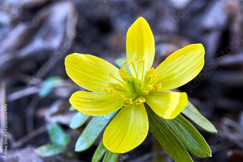 Fotografie Close-up of a blooming yellow aconite flower in a meadow in spring