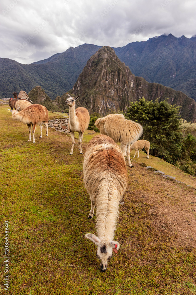Naklejka premium Llamas (Lama glama) at the terraces of Machu Picchu ruins, Peru