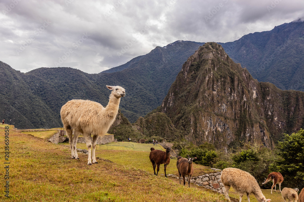 Fototapeta premium Llamas (Lama glama) at the terraces of Machu Picchu ruins, Peru
