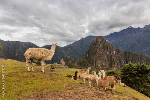 Εκτύπωση καμβά Llamas (Lama glama) at the terraces of Machu Picchu ruins, Peru