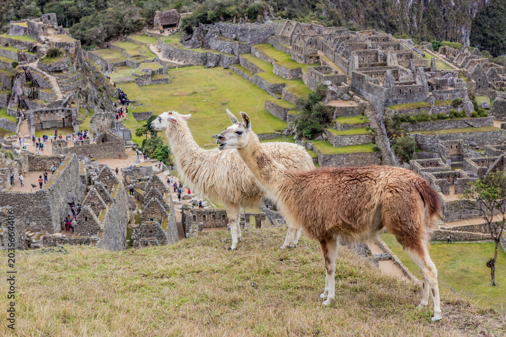 Fototapeta premium Llamas (Lama glama) at the terraces of Machu Picchu ruins, Peru