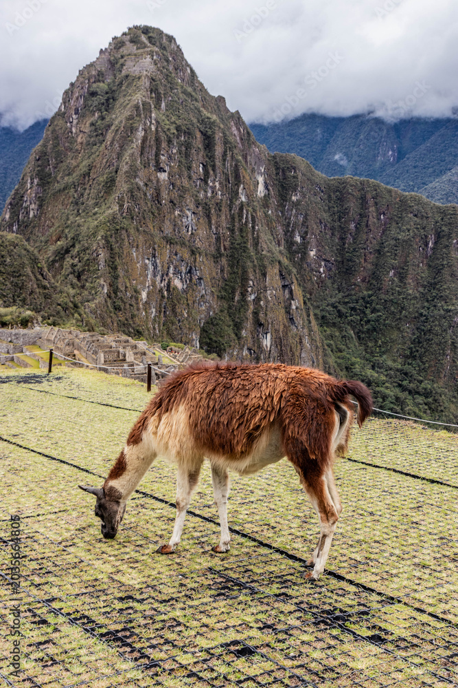 Fototapeta premium Llama (Lama glama) at the terraces of Machu Picchu ruins, Peru