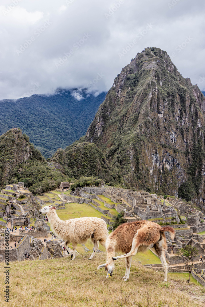 Naklejka premium Llamas (Lama glama) above Machu Picchu ruins, Peru