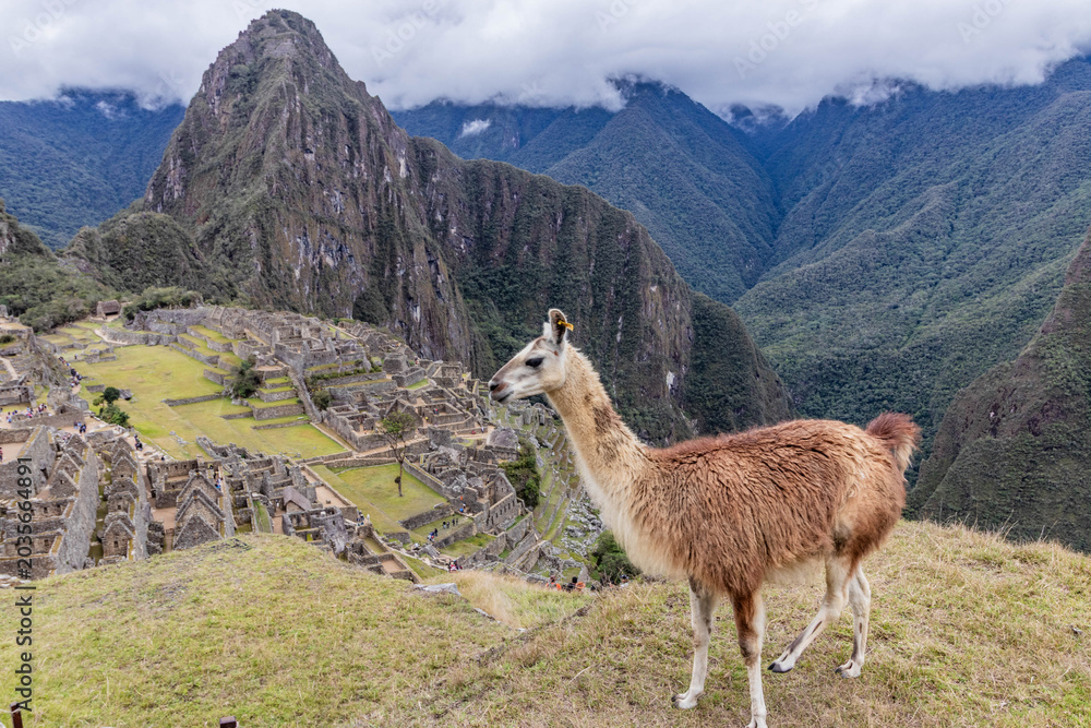 Fototapeta premium Llama (Lama glama) above Machu Picchu ruins, Peru