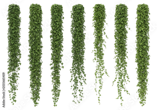 Set of hanging green ivy plants isolated on transparent background