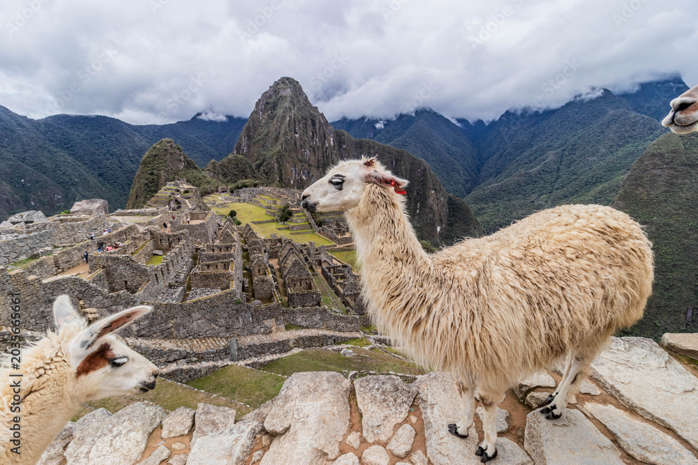 Naklejka premium Llamas (Lama glama) at Machu Picchu ruins, Peru