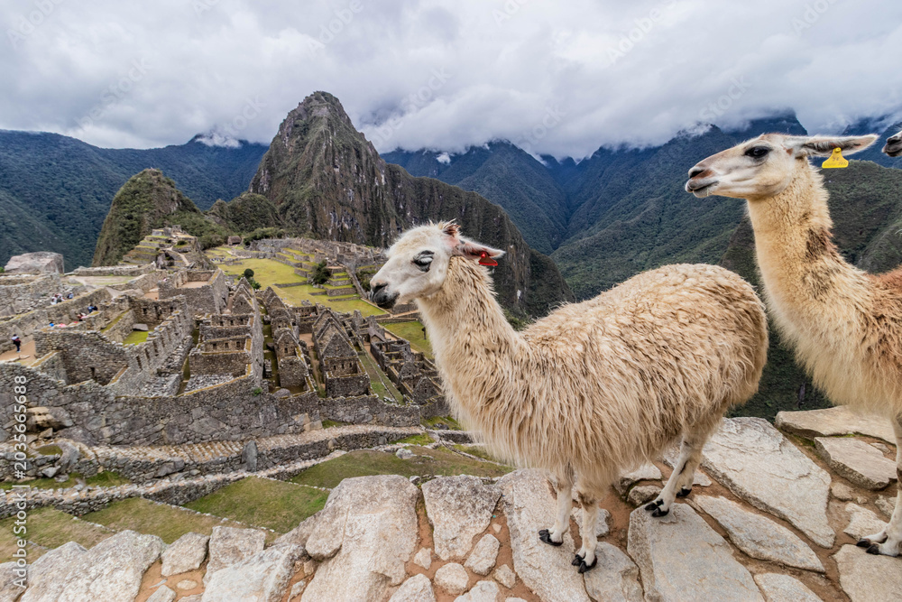 Naklejka premium Llamas (Lama glama) at Machu Picchu ruins, Peru