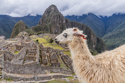 Konstfotografi Llama (Lama glama) at Machu Picchu ruins, Peru