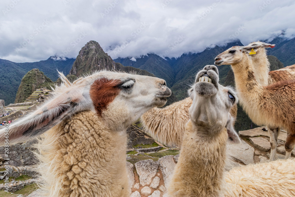 Obraz premium Llamas (Lama glama) at Machu Picchu ruins, Peru
