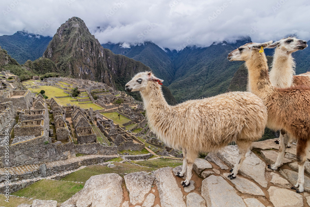 Fototapeta premium Llamas (Lama glama) at Machu Picchu ruins, Peru