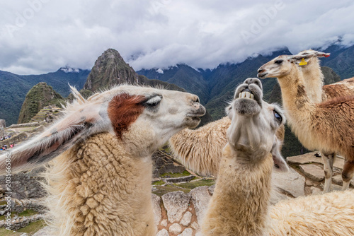 фотографія Llamas (Lama glama) at Machu Picchu ruins, Peru