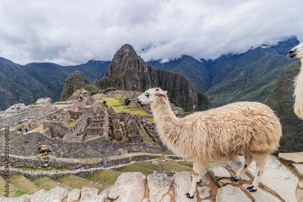 Fototapeta premium Llamas (Lama glama) at Machu Picchu ruins, Peru