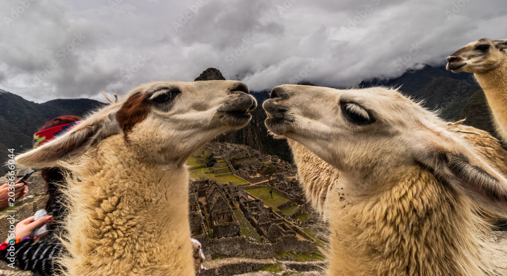 Naklejka premium Llamas (Lama glama) at Machu Picchu ruins, Peru