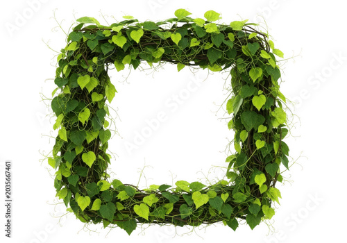 Square frame made of green ivy vines isolated on transparent background