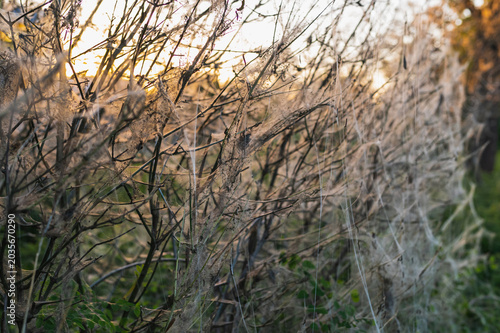 Konstfotografi Ermine moth caterpillar webs covering branches at sunset