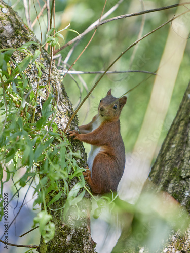 squirrel sitting in a tree