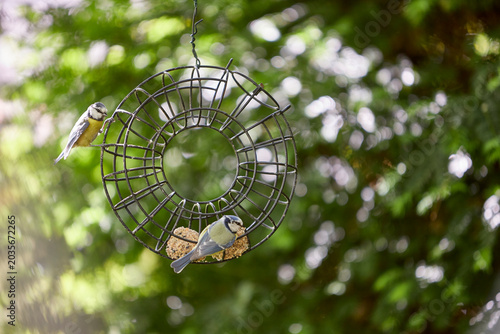 bird feeder with bird feed balls and a blue tit