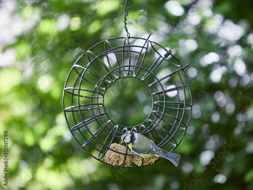 bird feeder with bird feed balls and a blue tit