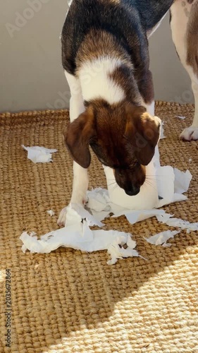 Naughty Puppy Destroying Toilet Paper Roll on Jute Rug, Funny Guilty Dog Video Footage