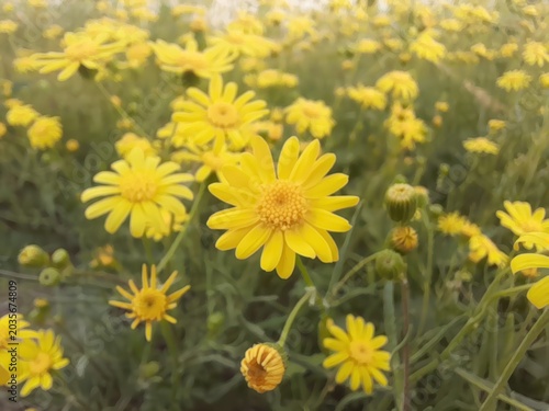 A beautiful field of vibrant yellow daisylike wildflowers blooming in spring, capturing the essence of a sunny meadow with soft natural lighting and a shallow depth of field