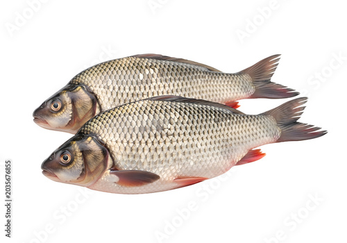 Two Fresh Raw Crucian Carp Fish Isolated on white background , Isolated on Transparent Background, PNG, Generative AI