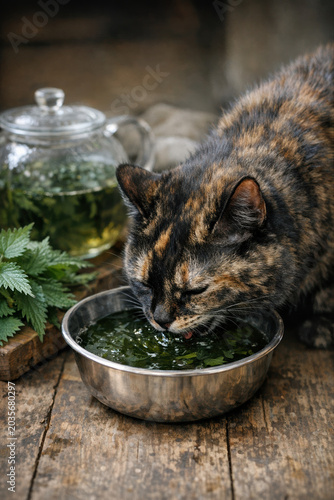 Tortoiseshell cat drinking herbal green liquid from a steel bowl, with a glass teapot and fresh nettle leaves on a rustic wooden surface.