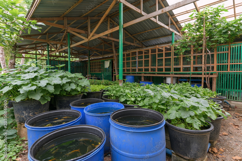 Obraz premium Innovative Aquaponics System Featuring Fish Tanks and Lush Vegetable Beds in Brightly Lit Indoor Garden, Promoting Sustainability and Eco-Friendly Living