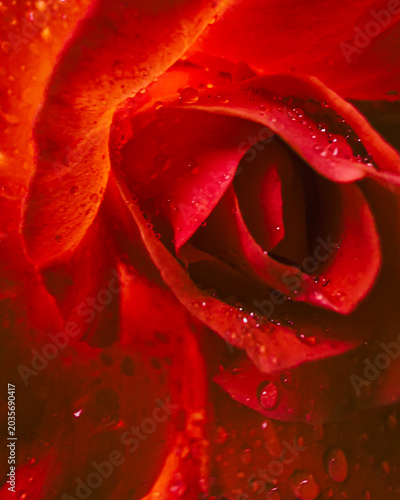 Detailed Macro of Red Rose Petal Texture
