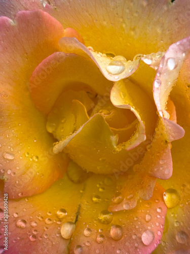 Yellow Rose with Raindrops