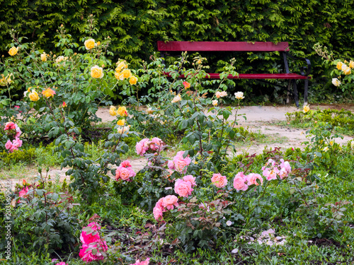 Rose Garden and bench 