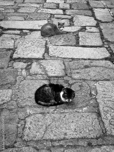 Two Cats on City Street in Black and White